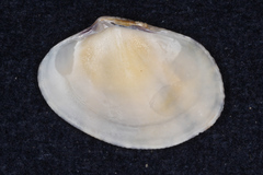 Veneridae
