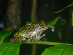 Scinax