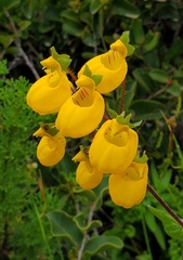 Calceolaria corymbosa