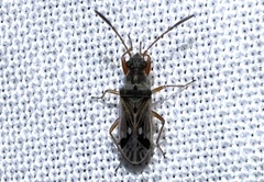 Pseudopachybrachius vinctus