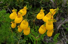 Calceolaria corymbosa