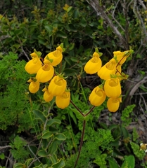Calceolaria corymbosa