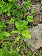 Calceolaria corymbosa