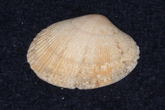 Veneridae