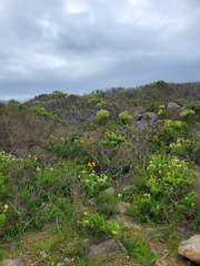 Calceolaria corymbosa