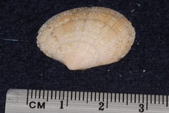 Veneridae