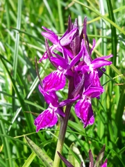 Dactylorhiza lapponica