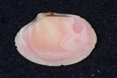 Veneridae