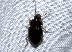 Selenophorus
