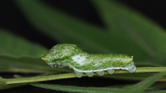 Papilio bianor