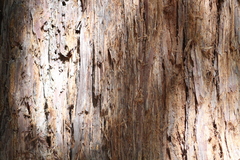 Sequoia