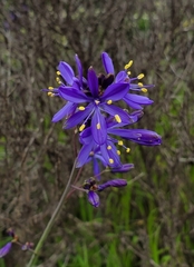 Pasithea caerulea