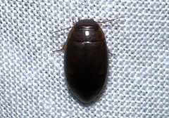 Copelatus chevrolati