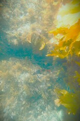 Pseudogoniistius nigripes