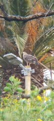 Polyboroides typus