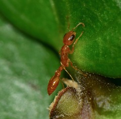 Pseudomyrmex pallidus