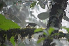Spodiornis rusticus