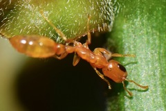Pseudomyrmex pallidus
