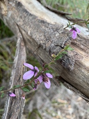 Tetratheca labillardierei