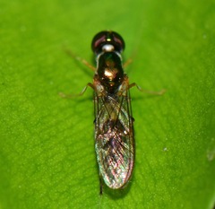 Sargus fasciatus