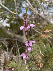 Tetratheca labillardierei