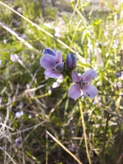 Cyanothamnus coerulescens