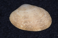 Veneridae
