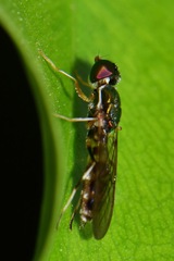 Sargus fasciatus
