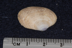 Veneridae