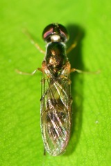 Sargus fasciatus