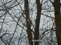 Dendrocopos leucotos