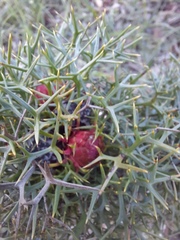 Isopogon ceratophyllus