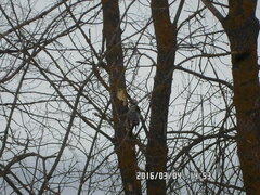 Dendrocopos leucotos