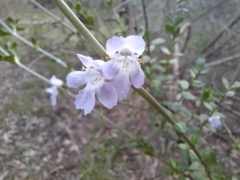 Prostanthera behriana