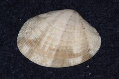 Veneridae