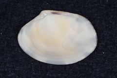 Veneridae
