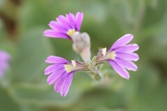 Scaevola parvibarbata