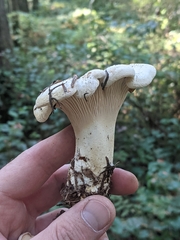 Cantharellus subalbidus