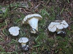 Cantharellus subalbidus
