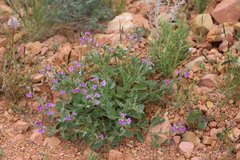 Scaevola parvibarbata