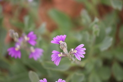 Scaevola parvibarbata