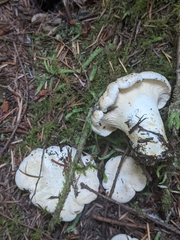 Cantharellus subalbidus