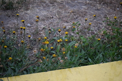 Tridax coronopifolia