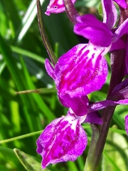 Dactylorhiza lapponica
