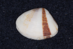 Donacidae
