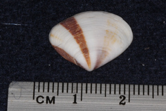 Donacidae