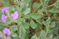Scaevola parvibarbata