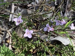 Cyanothamnus coerulescens