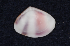 Donacidae