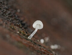 Mycena piringa